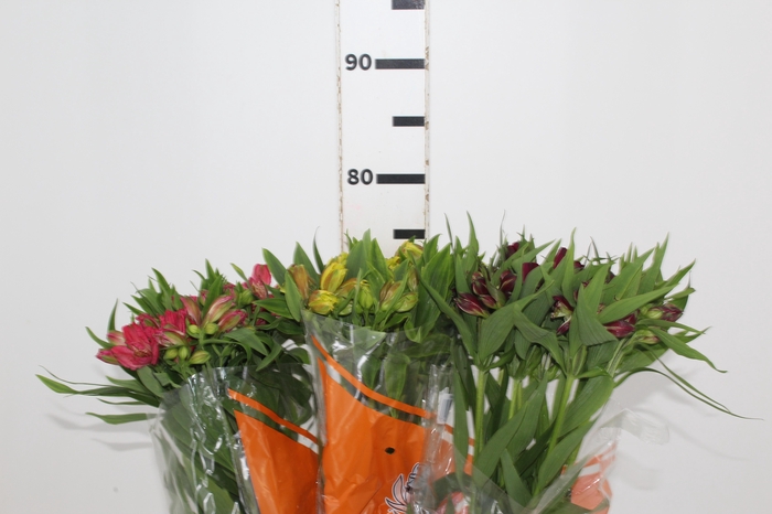 <h4>ALSTROEMERIA VARIADO 080 CM</h4>