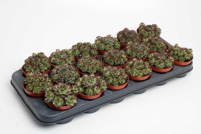 <h4>Sempervivum Tectorum</h4>