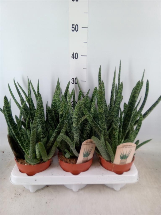 <h4>Gasteria</h4>