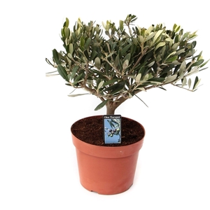 olea sur tige