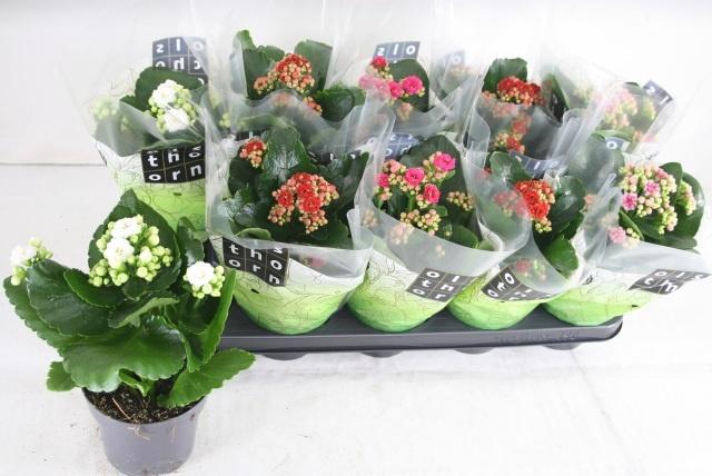 <h4>KAL GE GEM 4 KL</h4>