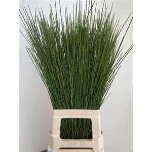 Cytisus Boskoop Ruby