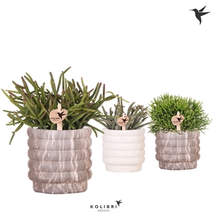 Kolibri Greens Rhipsalis mix in Marble pot mix