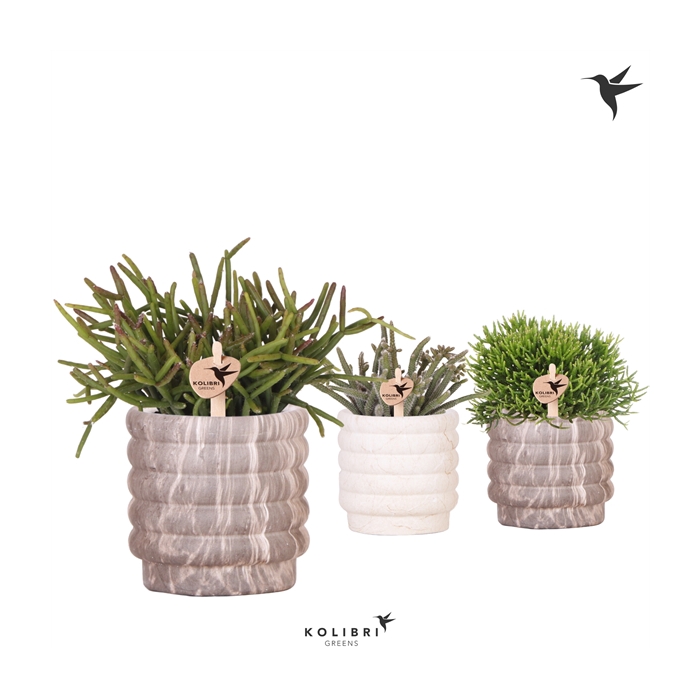 <h4>Kolibri Greens Rhipsalis mix in Marble pot mix</h4>