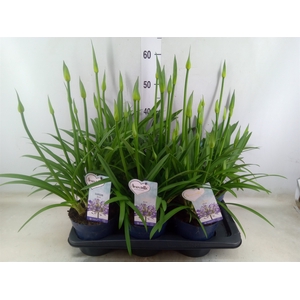 Agapanthus  'Amourette Superb'