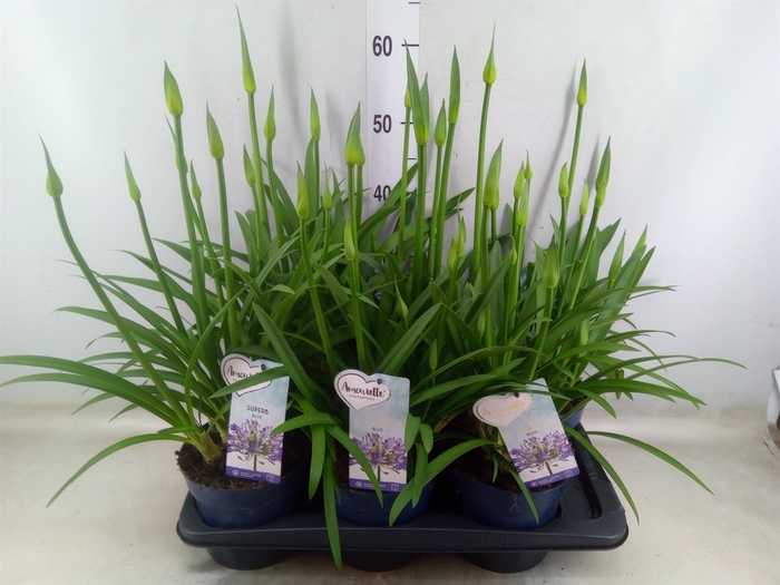 <h4>Agapanthus  'Amourette Superb'</h4>