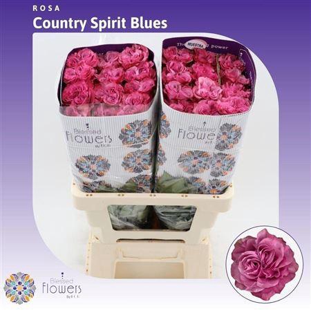 <h4>R Gr Country Blues Ec</h4>