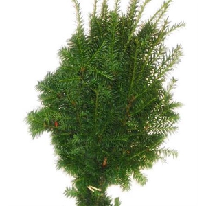 Co Taxus Media Hicksii