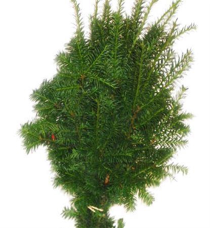 <h4>Co Taxus Media Hicksii</h4>
