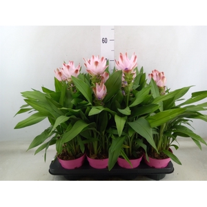 Curcuma alism. 'Siam Salsa'
