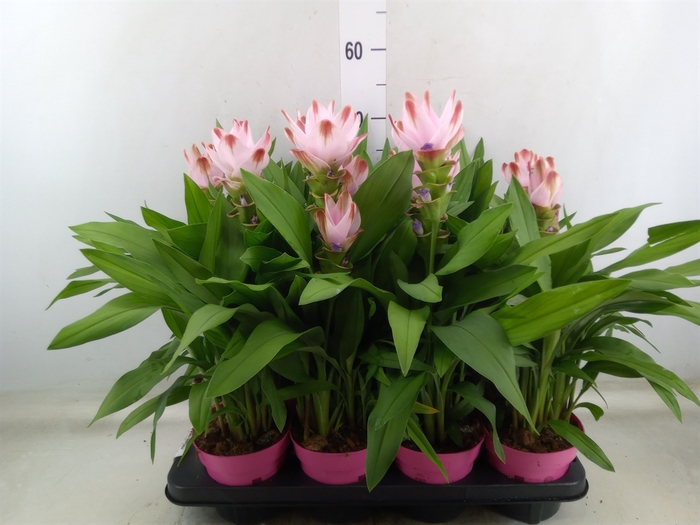 <h4>Curcuma alism. 'Siam Salsa'</h4>