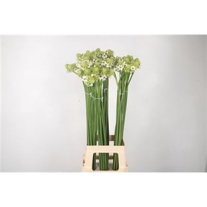 Ornithogalum Saundersiae White