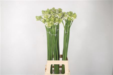 <h4>Ornithogalum Saundersiae White</h4>