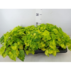 Tolmiea menziesii   ...variegated