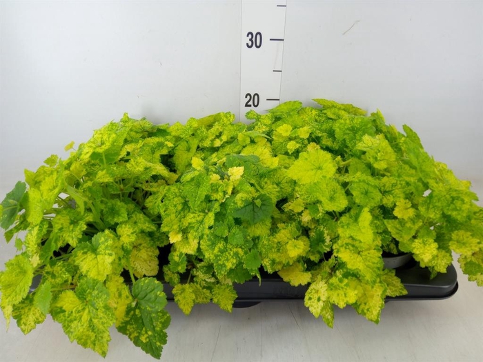 <h4>Tolmiea menziesii   ...variegated</h4>