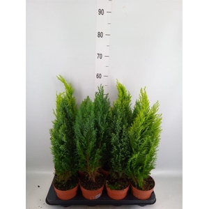 Conifers   ...mix