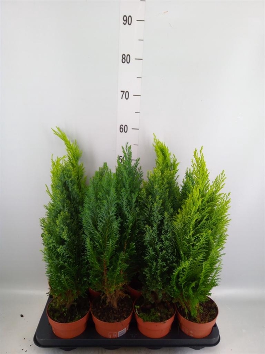 <h4>Conifers ...mix</h4>