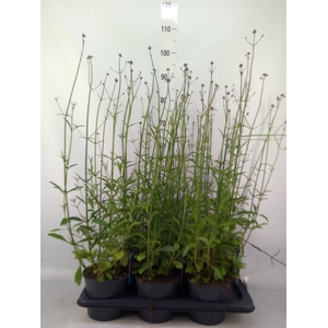 Verbena bonariensis