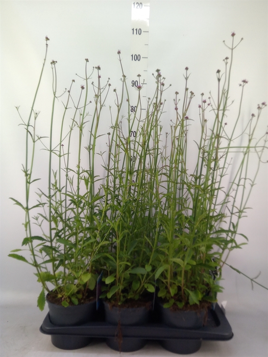<h4>Verbena bonariensis</h4>