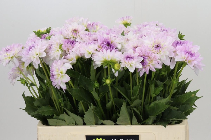 <h4>Dahlia Eveline</h4>