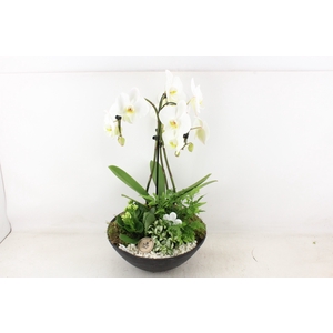 arr2 PL - Ebbi black phal. paraplu wit