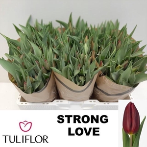 TU EN STRONG LOVE