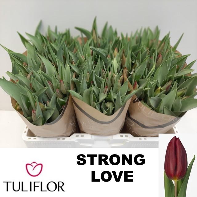 <h4>TU EN STRONG LOVE</h4>