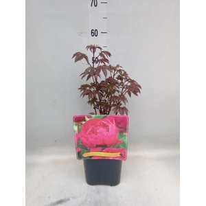 Paeonia lact. 'Karl Rosenf'