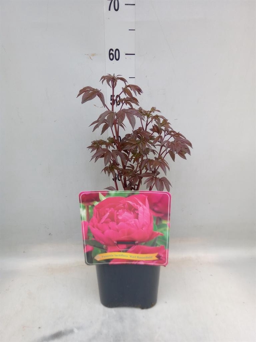 <h4>Paeonia lact. 'Karl Rosenf'</h4>