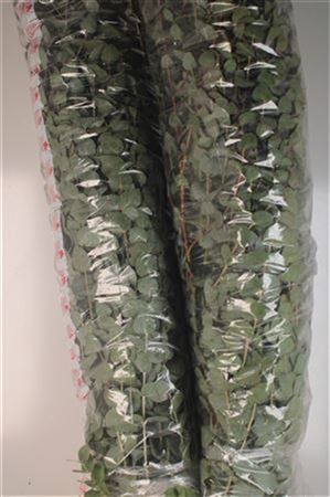 <h4>Euc Cinerea Extra Per Stem</h4>