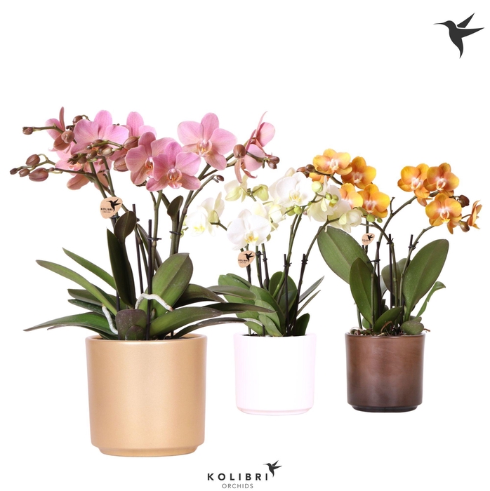 <h4>Kolibri Orchids Phalaenopsis Jewel mix 4 spike in Simplicity mix</h4>