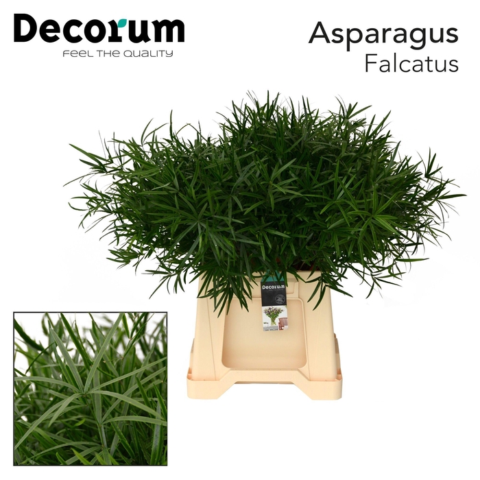 <h4>ASP FALCATUS</h4>