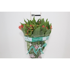 ALSTROEMERIA TROPICANA 080 CM