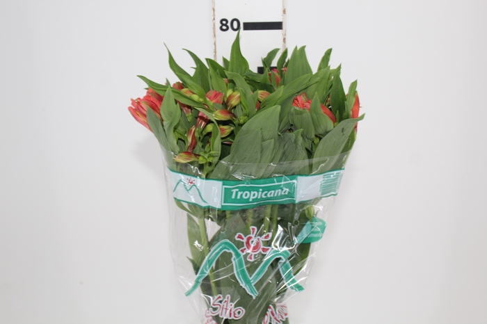 <h4>ALSTROEMERIA TROPICANA 080 CM</h4>