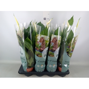 Spathiphyllum  'Pico Cupido'