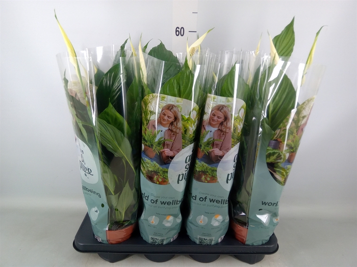 <h4>Spathiphyllum  'Pico Cupido'</h4>