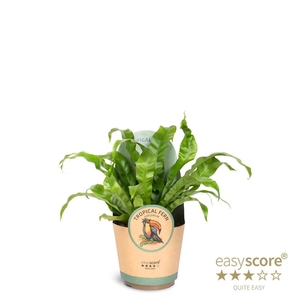 ASPLENIUM NIDUS p17 ANTIQUUM COVER
