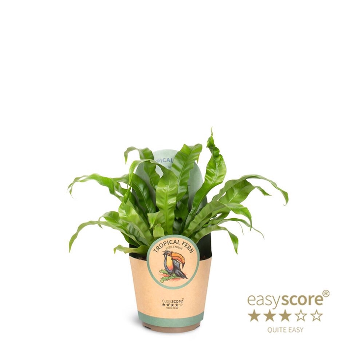 <h4>ASPLENIUM NIDUS p17 cover</h4>