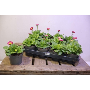 arr8 Bellis Perennis Red
