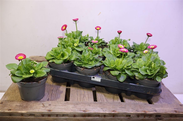 <h4>arr8 Bellis Perennis Red</h4>