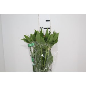 ALSTROEMERIA DEBBY 080 CM
