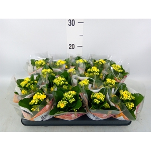 Kalanchoe blos. 'RosDon Amaril'