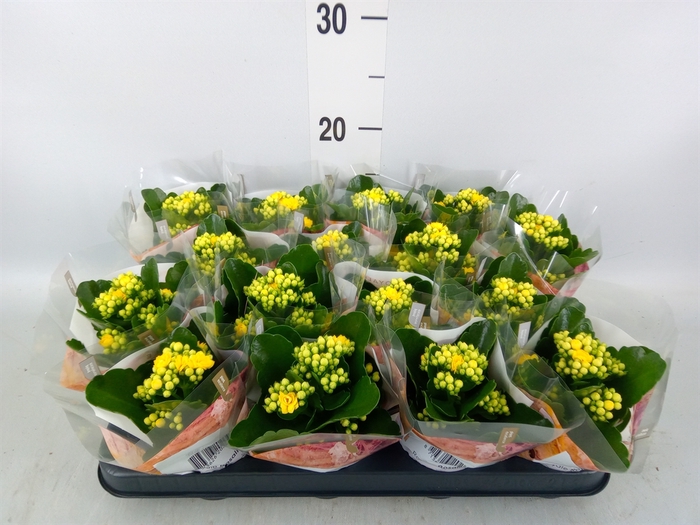 <h4>Kalanchoe blos. 'RosDon Amaril'</h4>