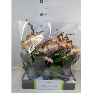 Phalaenopsis multi.   ...orange