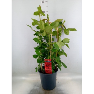Rosa FL 'Royal Select'
