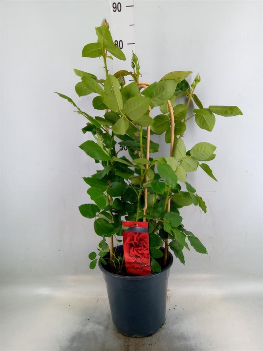 <h4>Rosa FL 'Royal Select'</h4>