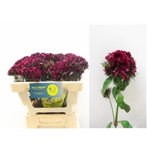 DI BARB KIW DARK RED