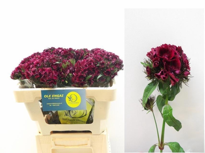 <h4>DI BARB KIW DARK RED</h4>