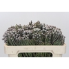 Kaaps Groen Silver Brunia