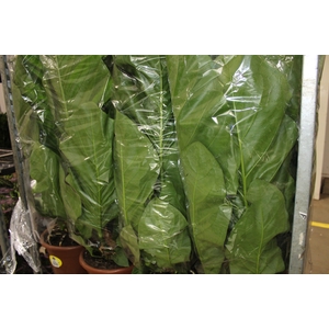 ANTHURIUM PLOWMANII P30